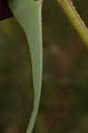 Arrowleaf tearthumb